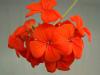 Зональная герань (пеларгония) красная, миниатюрная с простым цветком ярко-красного цвета